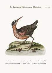 Le Râle d
